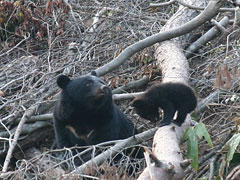 ツキノワグマの写真画像