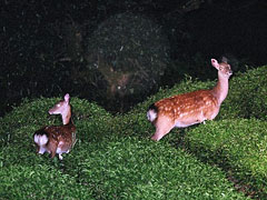 ニホンジカの写真画像