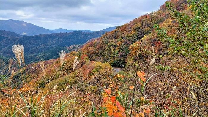 11月12日の草峠線の紅葉画像