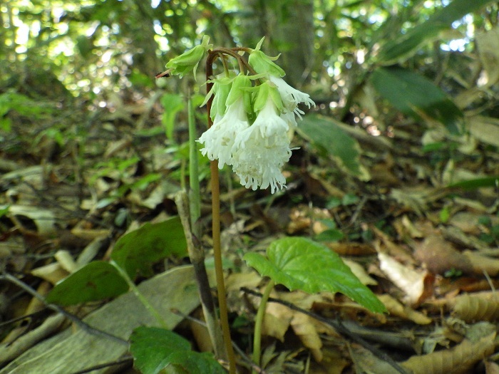 白いイワカガミの花の様子
