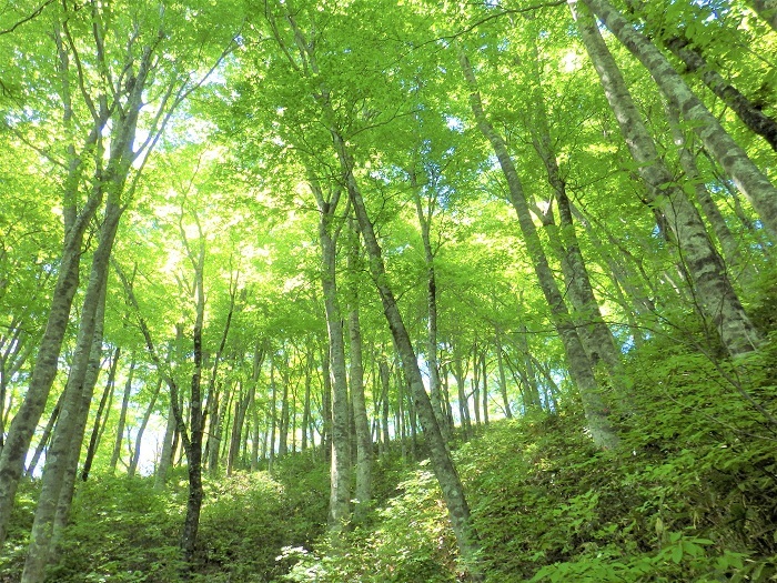 木地屋谷ルートのブナ林の画像