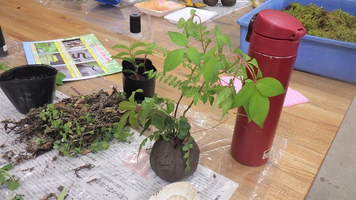 土で丸くつつんだ状態の画像