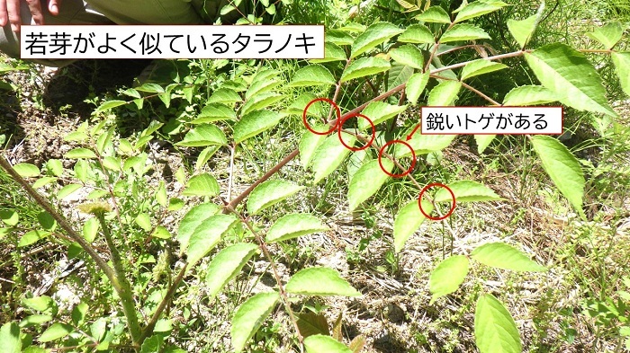 ヤマウルシと似ているタラノキの若芽の画像