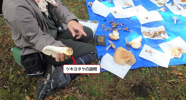 ツキヨタケの説明の画像