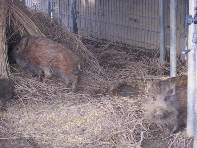 いのしし (写真)いのしし