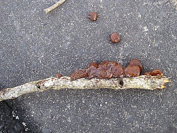 （写真）タマキクラゲ２