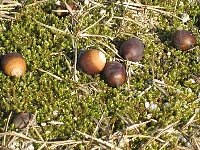 （写真）どんぐりコロコロ