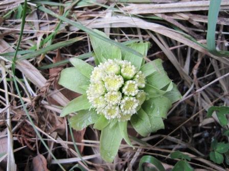 （写真）フキノトウ２