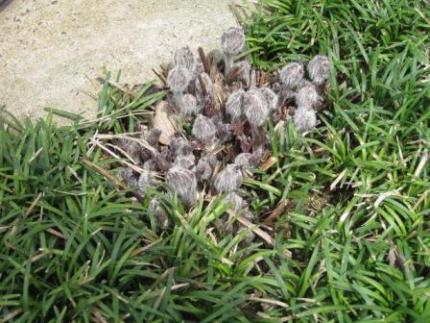 （写真）オキナグサ