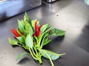 （写真）トウガラシ