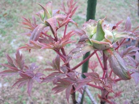 （写真）牡丹の蕾