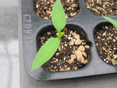 （写真）ぐんぐん大きくなります