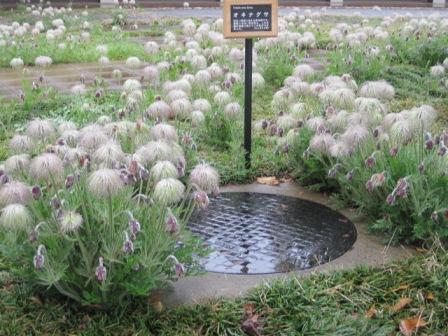 （写真）オキナグサ