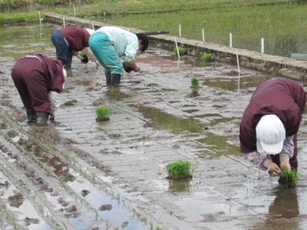 （写真）手植え
