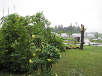 （写真）折れたエノキ