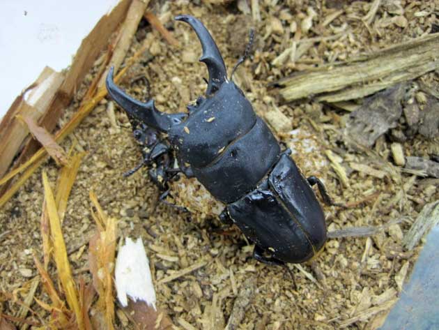 ヒラタクワガタ (写真)ヒラタクワガタ