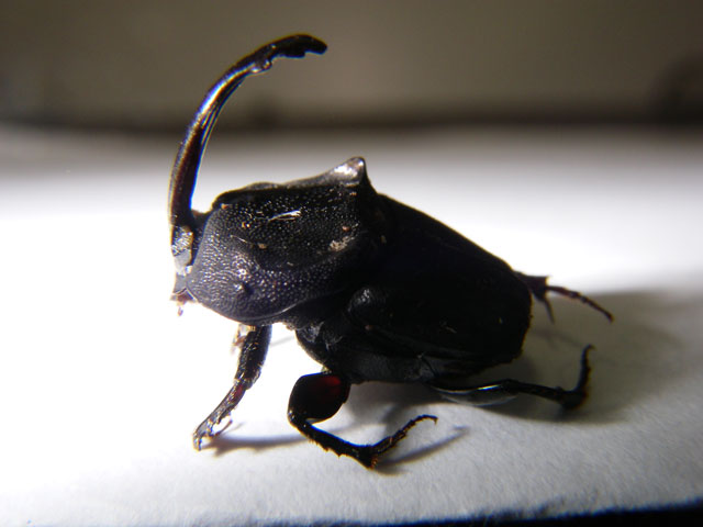 ツノコガネ (写真)ツノコガネ