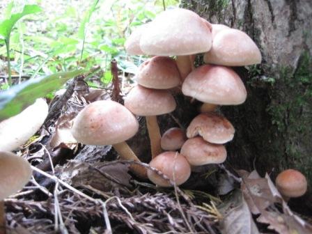 （写真）クリタケ