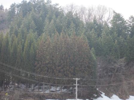 （写真）スギの木