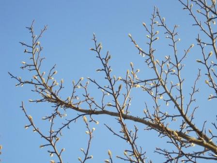 （写真）コブシの蕾
