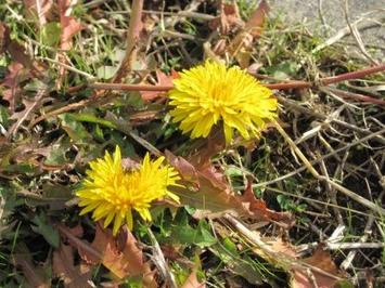 （写真）たんぽぽ