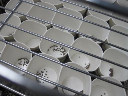 （写真）紙コップの中身