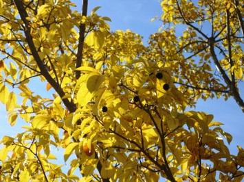 ヒトツバタゴ (写真)ヒトツバタゴ