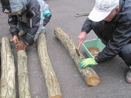 植菌 (写真)植菌その2