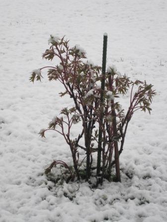 牡丹に積もった雪 (写真)牡丹に積もった雪