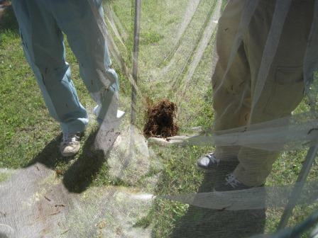 雄しべのかたまり 雄しべのかたまり