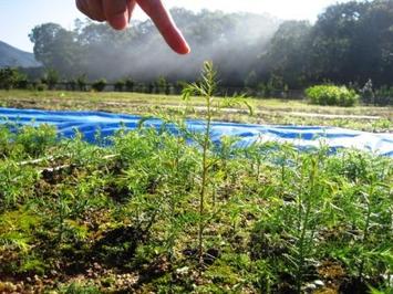 飛び抜けて大きいスギ (写真)飛び抜けて大きいスギ