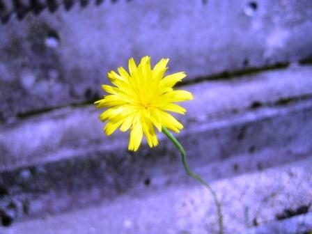 お月様の代わりに・・・ (写真)お月様の代わりに・・・