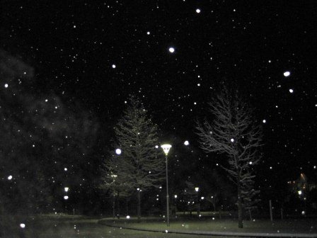 昨夜の雪 (写真)昨夜の雪