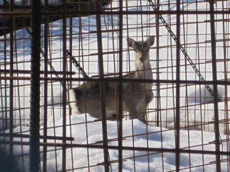 柵ごしの対面 (写真)柵ごしの対面