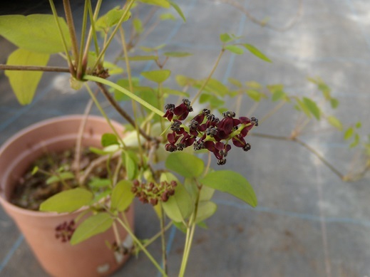 （写真）ミツバアケビの花