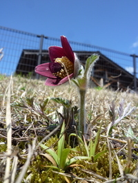 オキナグサの写真。芝の斜面に生えていました。