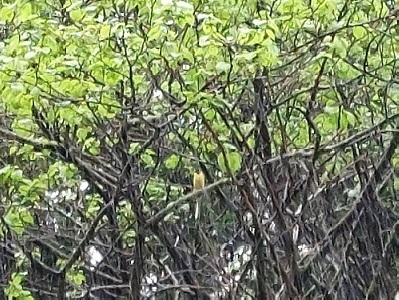 雨の中やってくるキセキレイの画像