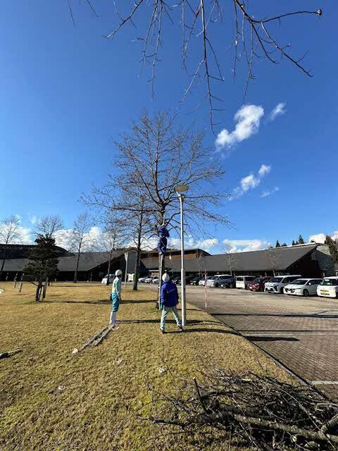 安全ベルトをつけて木登り中