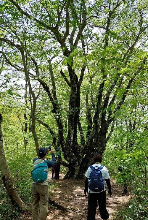 山頂タコブナの画像