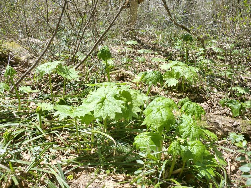 山頂避難小屋周りのサンカヨウの様子