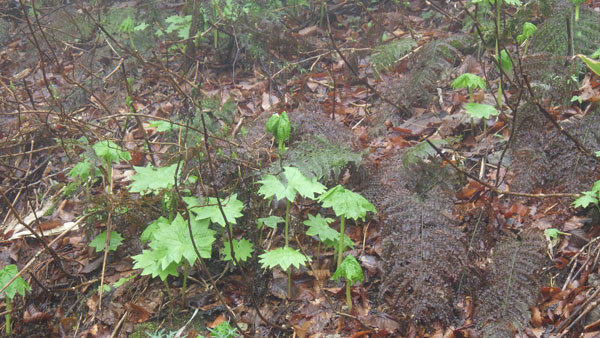 地蔵尊展望台近くのサンカヨウ自生地の様子、葉が出たばかりのものが多いです