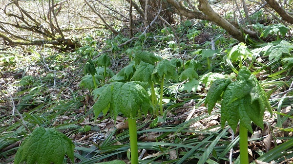 2021年4月27日水場近くサンカヨウの様子