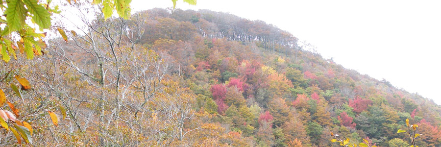 吉田毛無山の画像