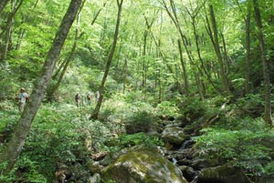 渓谷ルート山麓の画像