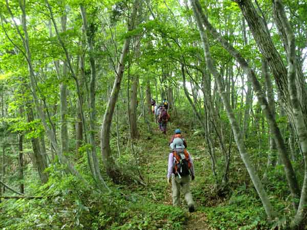 指谷山縦走路の画像