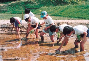 田植えをしている子供達の写真