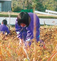 子供がそばを刈っている写真