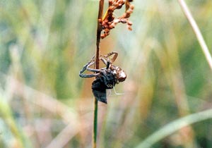 ハッチョウトンボのヤゴのぬけがらの写真