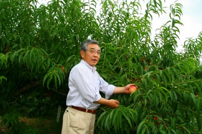 桃の収穫を体験 桃の収穫を体験