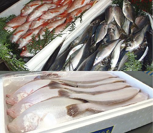 しまねの魚消費拡大の促進イメージ